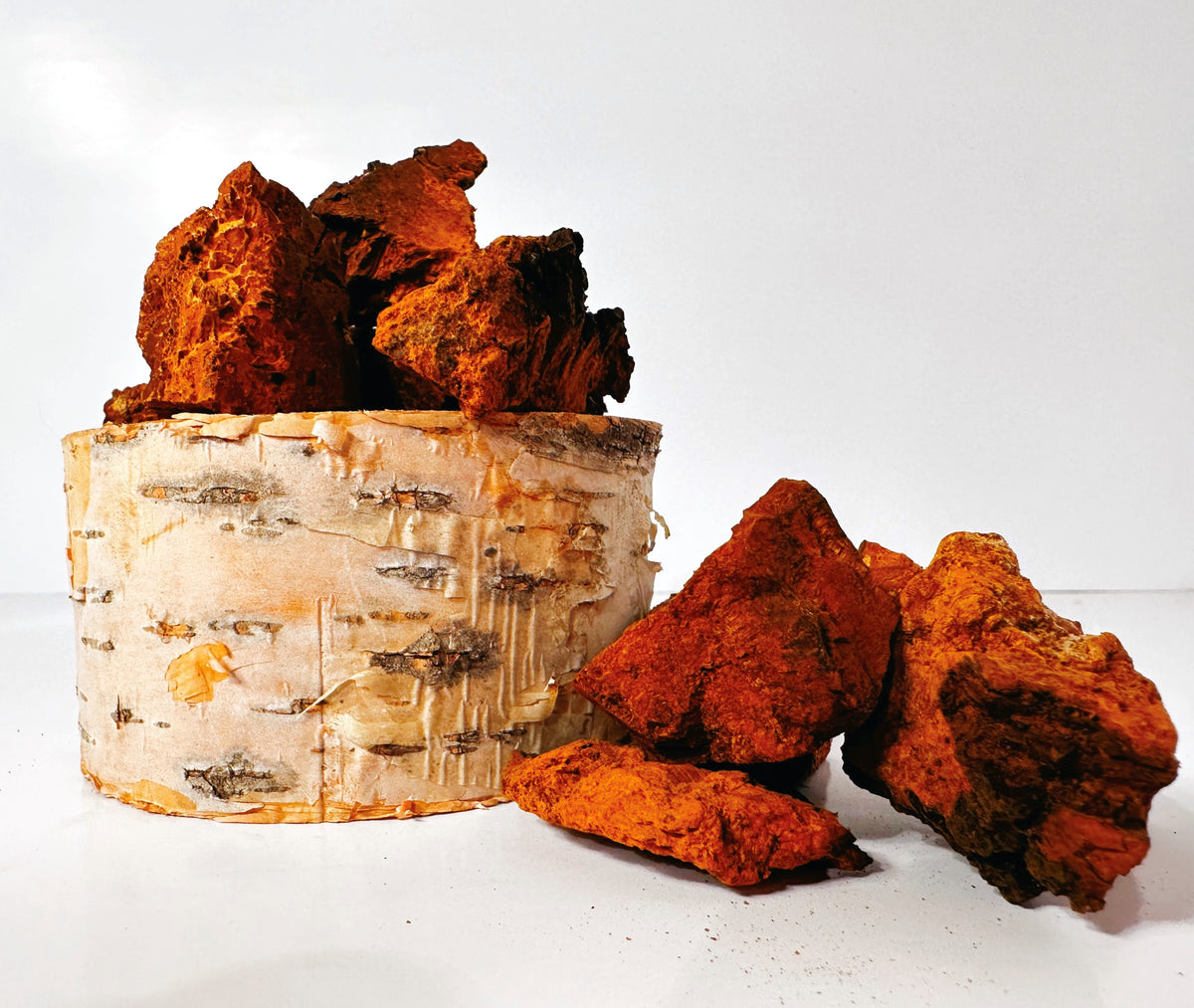 Morceaux séchés de champignons CHAGA sauvages , frais biologiques du Canada