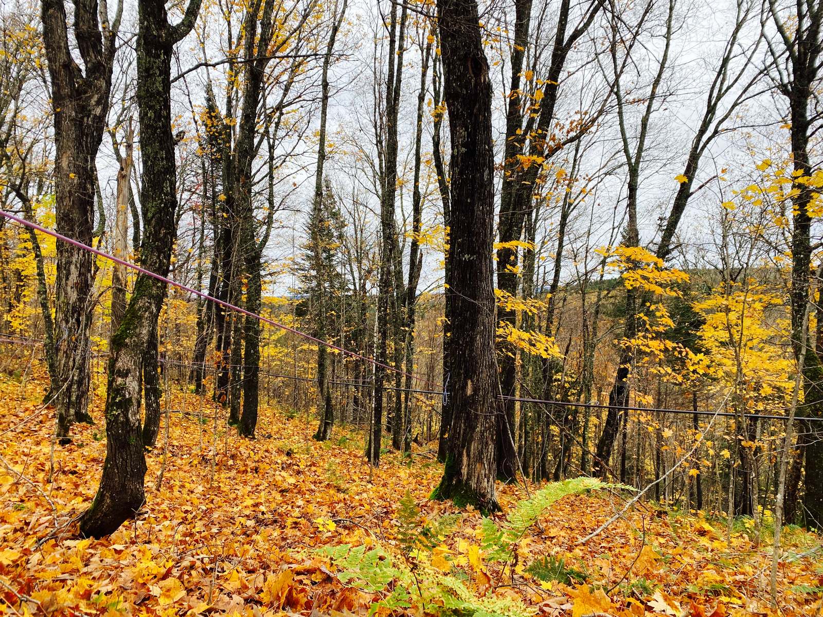 Érables et tubulure dans la forêt d’automne