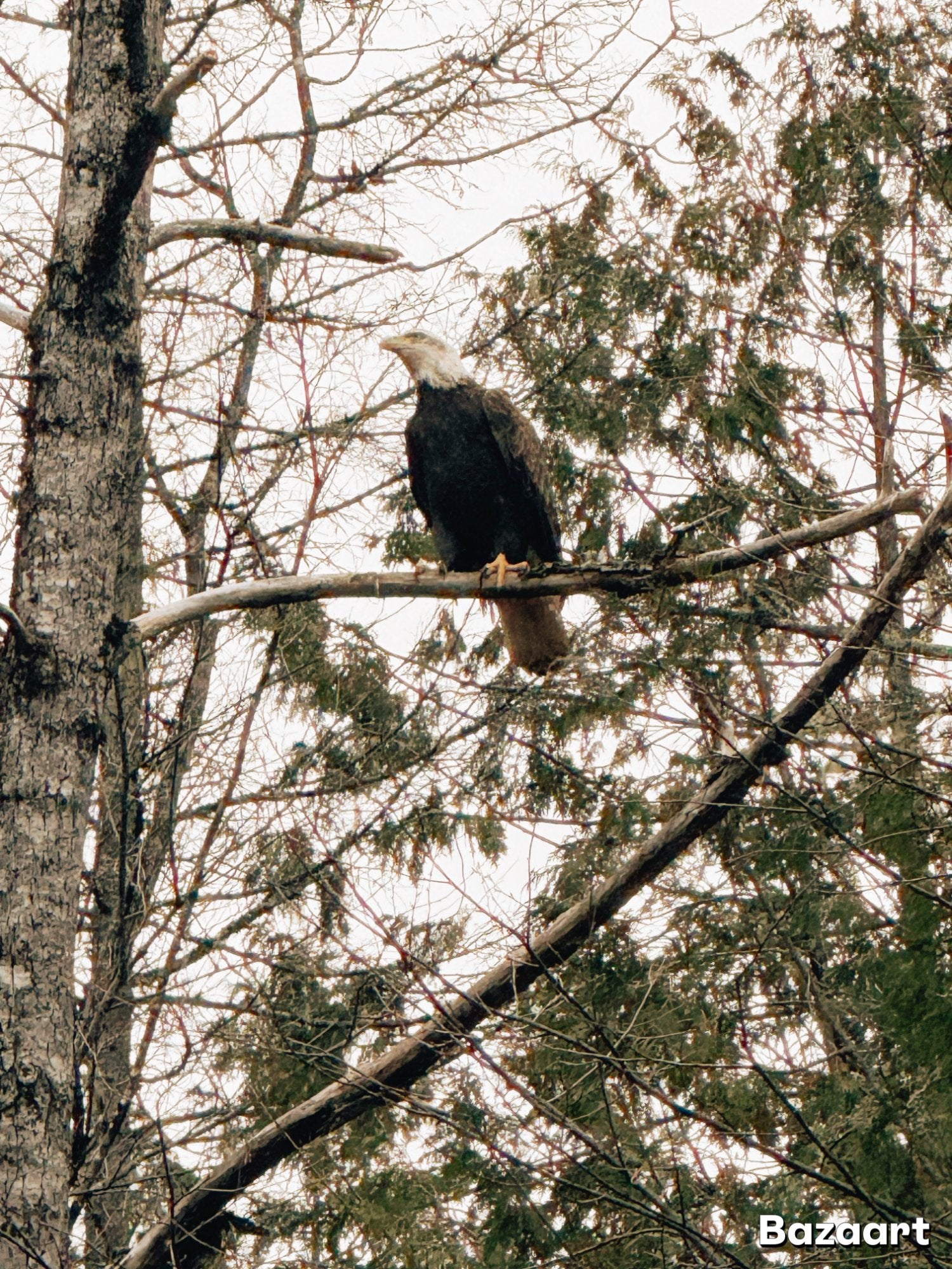 Forêt de la Cascapédia en automne